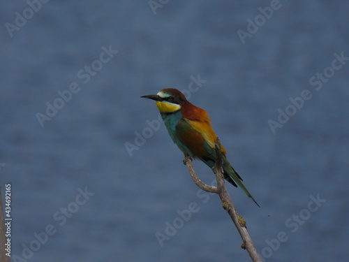European bee-eater (Merops apiapster) perched a dry tree branch. Colorful bird in nature.