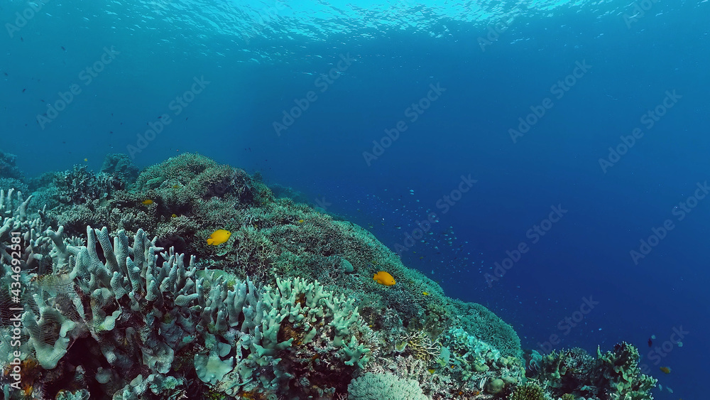 Obraz premium Tropical fishes and coral reef underwater. Hard and soft corals, underwater landscape. Panglao, Bohol, Philippines.