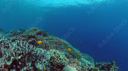 Tropical fishes and coral reef underwater. Hard and soft corals, underwater landscape. Panglao, Bohol, Philippines.
