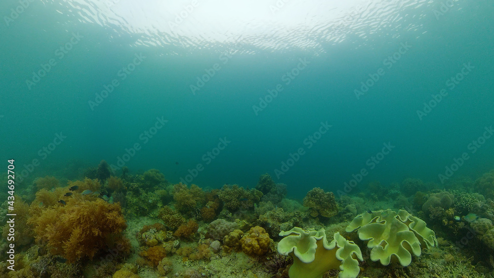 Obraz premium Underwater world with coral reef and tropical fishes. Travel vacation concept