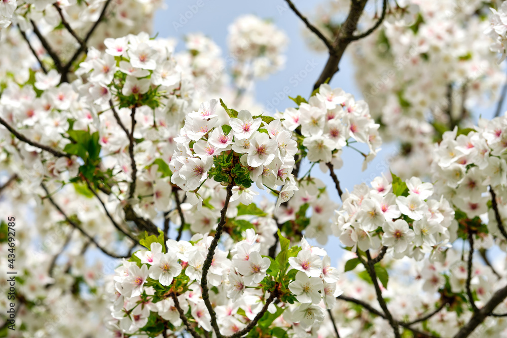 A blooming apple-tree in a park on a spring day. A blooming apple-tree in a park on a spring day.