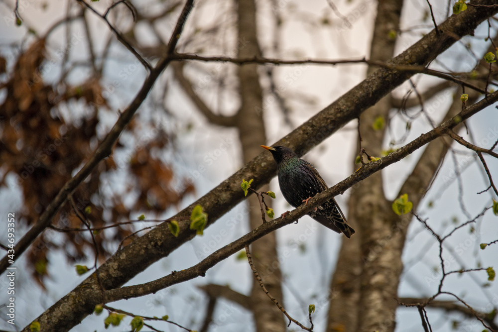 Star . Common starling . Sturmus vulgaris Star . Common starling . Sturmus vulgaris