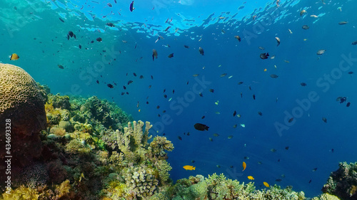 Fototapeta Naklejka Na Ścianę i Meble -  Underwater fish garden reef. Reef coral scene. Seascape under water. Philippines.