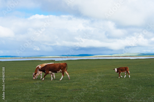Cows grazing on natural pastures © Wanhao