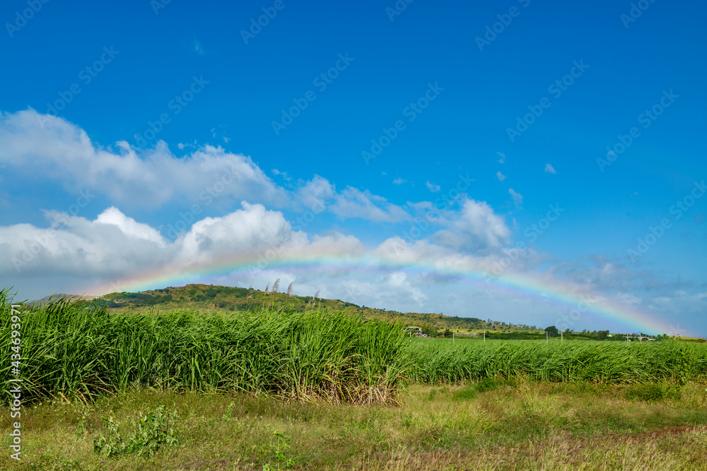 field and blue sky with rainbow.