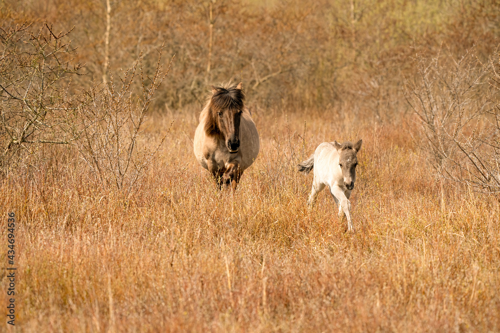 Naklejka premium Mare and foal konik horses in a nature reserve, They walk in the golden reeds. Black tail and cream hair