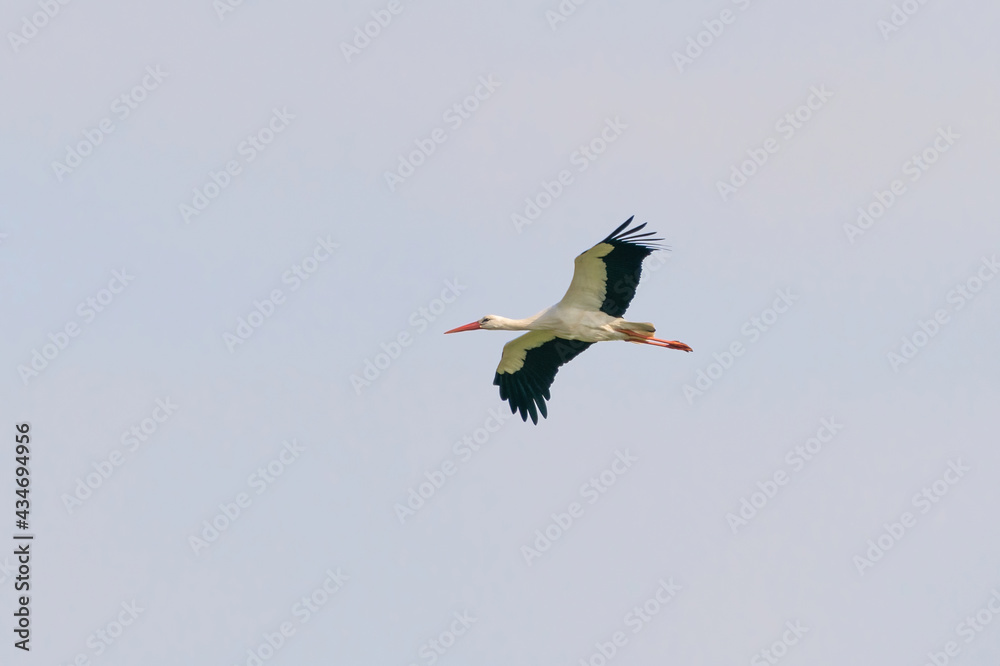 Naklejka premium White stork flies against a blue sky with white clouds. Red beak and orange legs