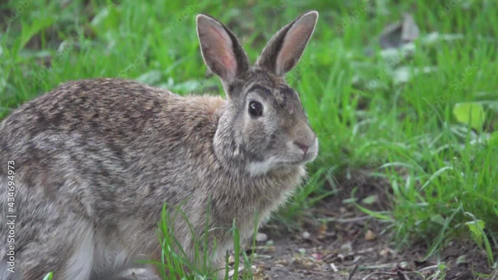 Slow motion close up of a wild rabbit Slow motion close up of a wild rabbit