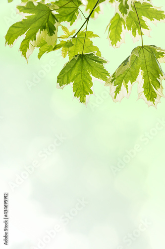 Beautiful spring vertical background with green-white leaves on light green with copy space for text.