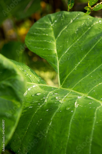 Big green elephant ear leaf in a lush forest of amazing sunlight with water droplets after a fresh rain. photo