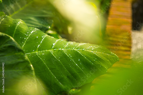 Big green elephant ear leaf in a lush forest of amazing sunlight with water droplets after a fresh rain. photo