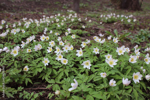 Primroses. Early spring in the forest. Glade of flowers white Anemone. Fabulous blooming background