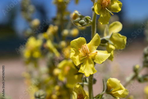 Wildflowers in yellow color, macro photo. natural background.