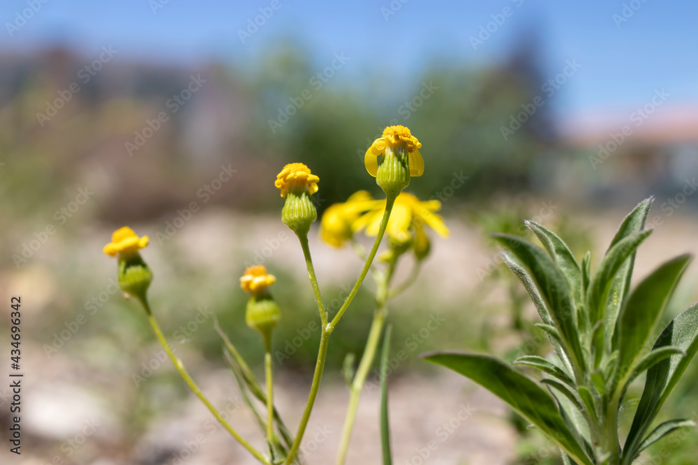 Wildflowers in yellow color, macro photo. natural background.