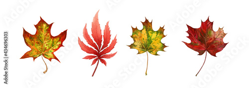 Maple leaf autumn set. Watercolor illustration. Fall season bright foliage collection. Vibrant color autumn maple leaves elemnets. On white background. Red and yellow leaf natural set