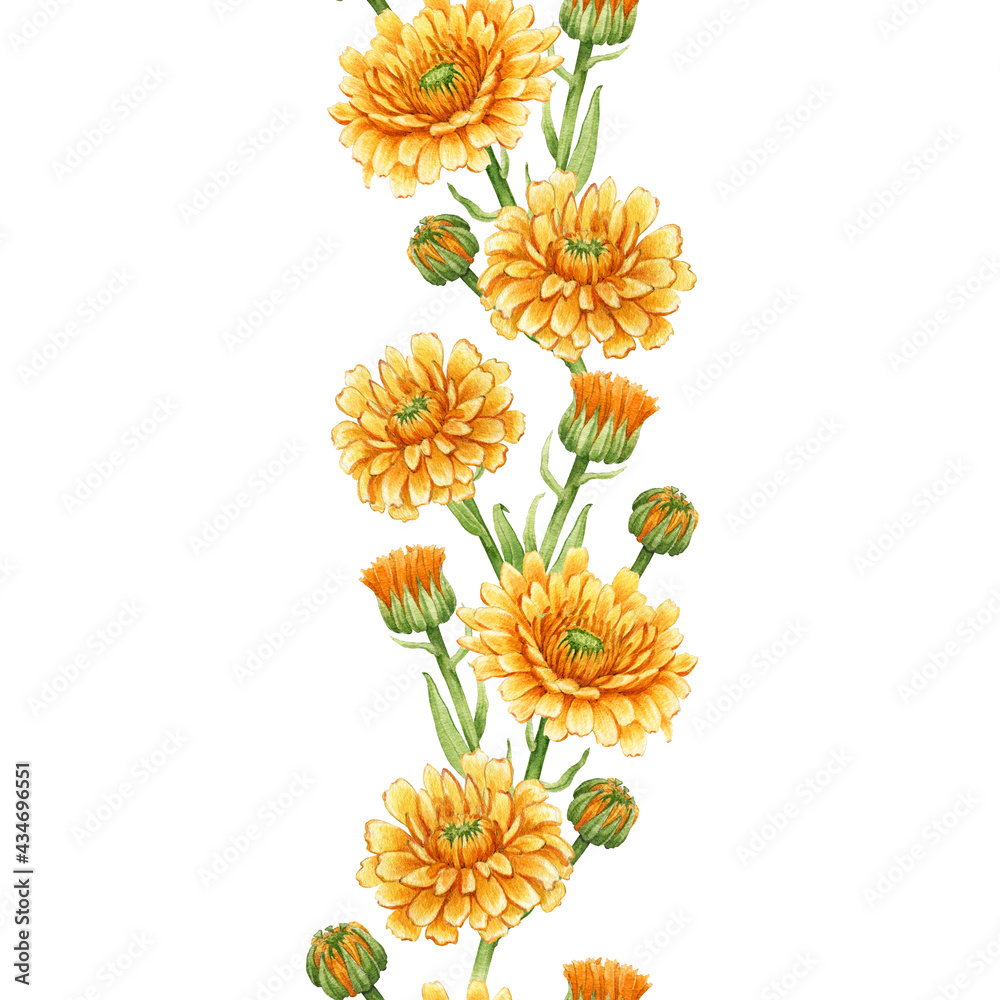 Calendula flower seamless border. Watercolor illustration. Yellow ...