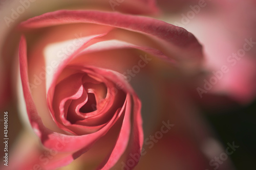 Rose flower petals  close-up  macro photography can be used as a background.