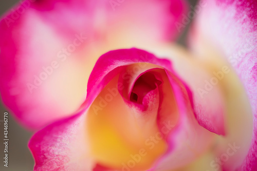 Rose flower petals  close-up  macro photography can be used as a background.