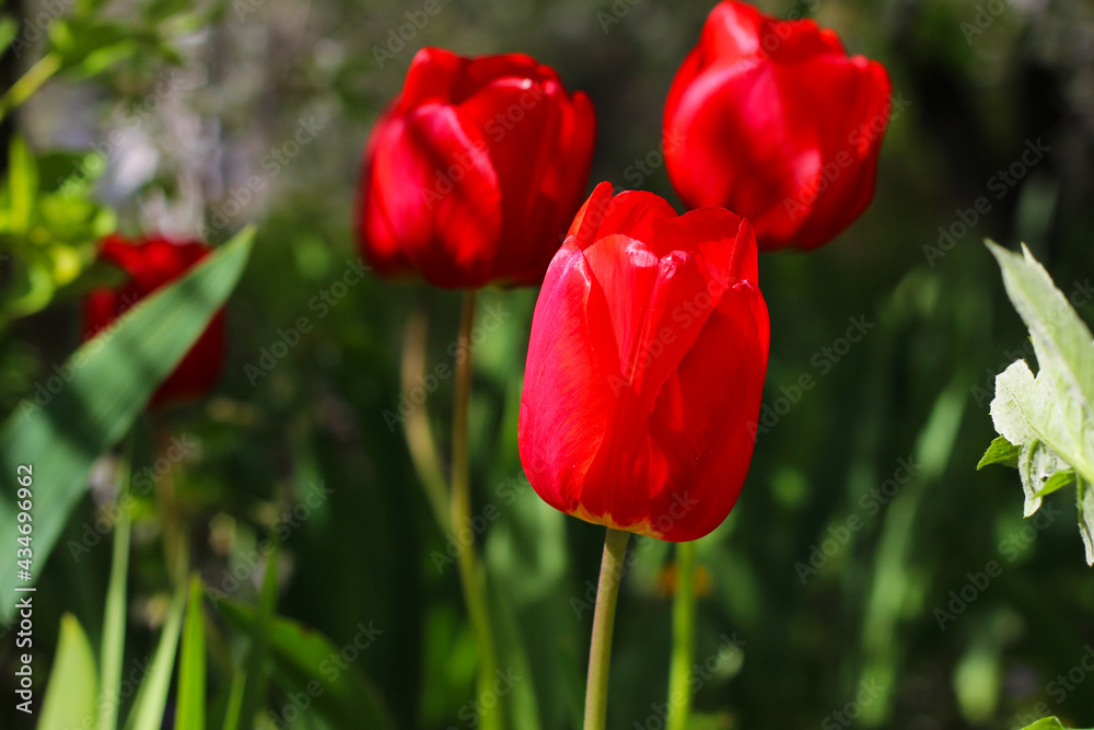 Blurred background. Tulip. A purple flower grows. Bright floral background. Blooming red tulip flower on a blurred background. Bright wallpaper Spring flowers. Blurred background. Tulip. A purple flower grows. Bright floral background. Blooming red tulip flower on a blurred background. Bright wallpaper Spring flowers.