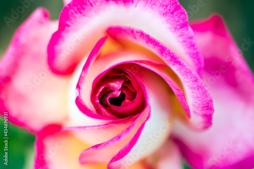 Rose flower petals  close-up  macro photography can be used as a background.