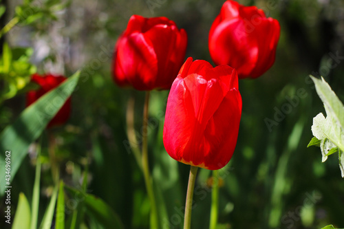 Blurred background. Tulip. A purple flower grows. Bright floral background. Blooming red tulip flower on a blurred background. Bright wallpaper Spring flowers.