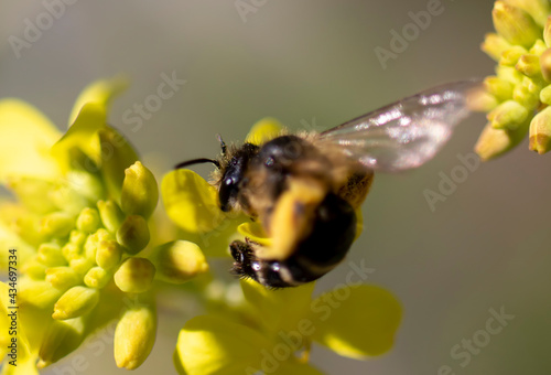 Wild honey bee on yellow wildflowers. © Hatice