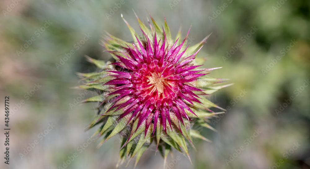 thistle plant, close-up. macro minimal photo. thistle plant, close-up. macro minimal photo.