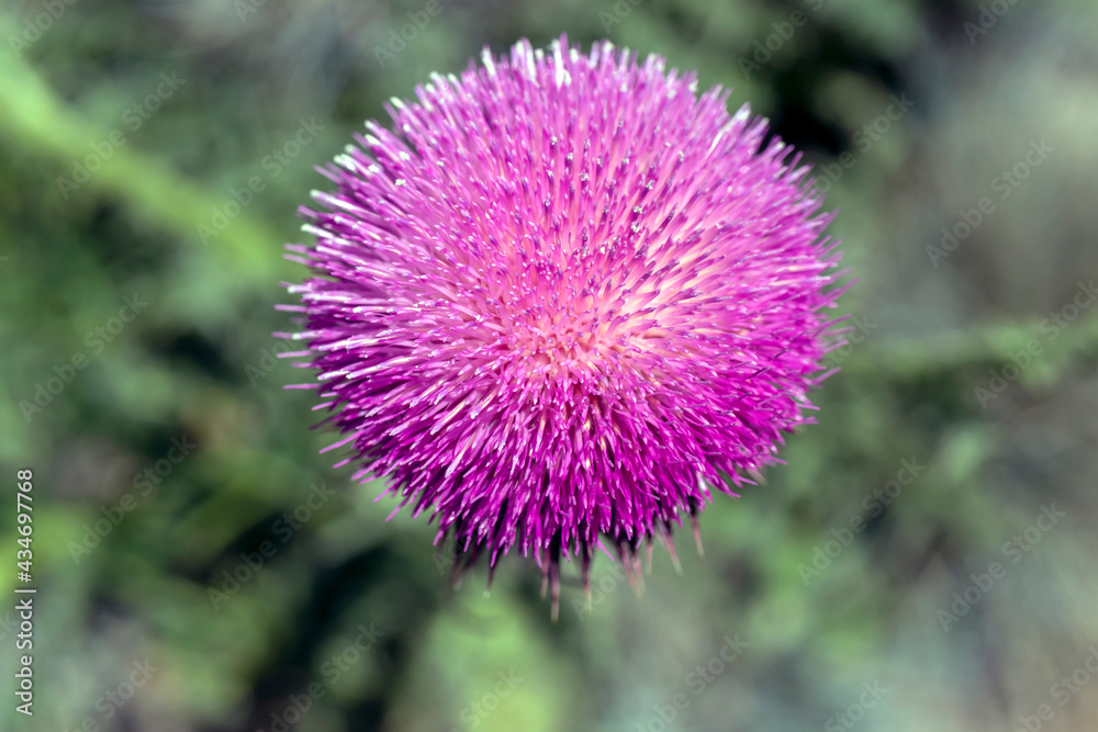 thistle plant, close-up. macro minimal photo. thistle plant, close-up. macro minimal photo.