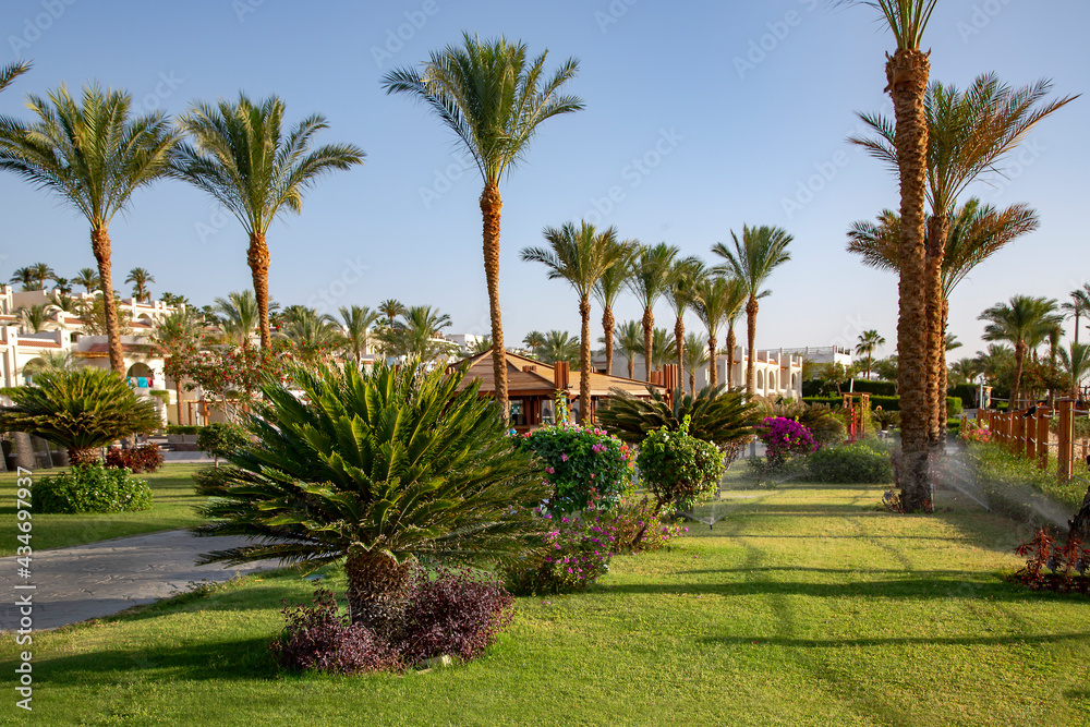Beautiful landscaping with trimmed bushes against the background of tall palms on the territory of an Egyptian hotel	