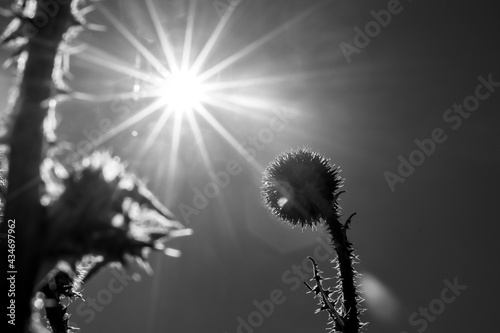 sunlight flare and thistle plant in reverse light.