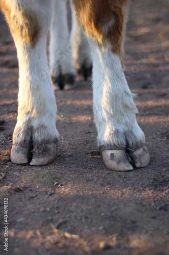 Hooves hoof cow legs 