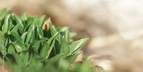 green leaves on a blurry background with particles and sunlight