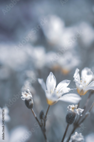 garden view with white wildflowers. macro photograph © Hatice