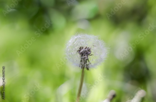 Seed stand of dandelion flower with shallow depth of field against blurred background