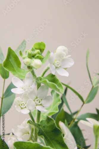 branch of fresh white flowers isolated on grey