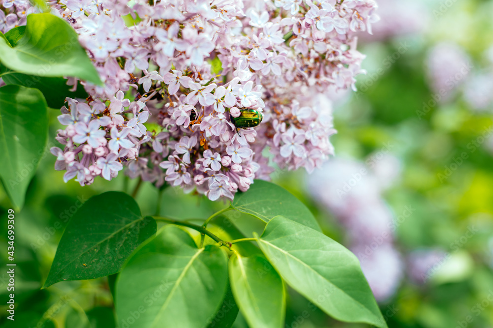 lilac branch with flowers, beetle, lilac, flower, spring, blossom, nature, tree, pink, flowers, lilac, garden, green, plant, branch lilac branch with flowers, beetle, lilac, flower, spring, blossom, nature, tree, pink, flowers, lilac, garden, green, plant, branch