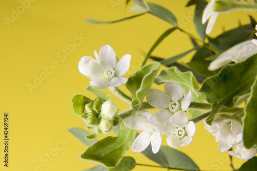 branch of delicate white flowers isolated on yellow