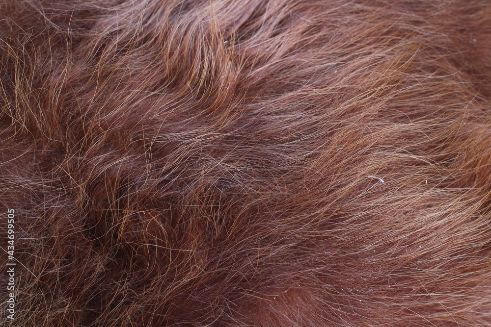 Fototapeta premium close up of brown hair
