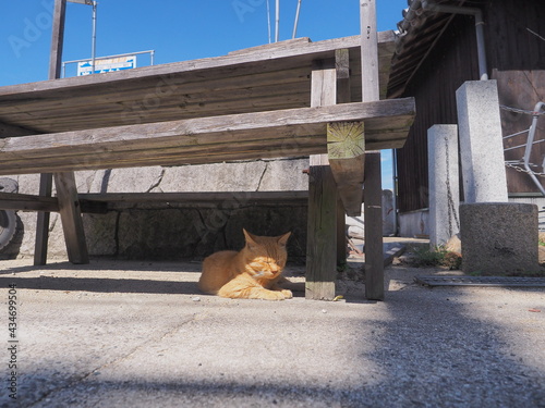 自由にすごす猫