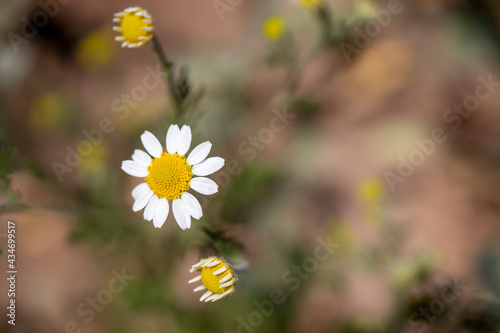 in nature there are white daisies with buds next to it. macro photography