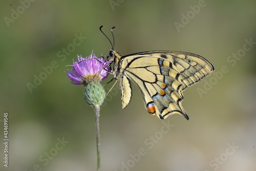 Some of the endemic butterfly species living in Mersin © Mustafa