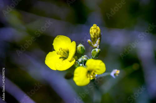 Wildflowers in yellow color, macro photo. natural background. © Hatice