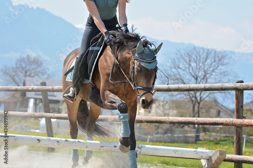 Pferd/Pony trabt über Cavaletti