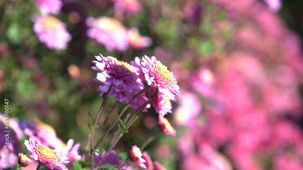 Pink chrysanthemum flowers on a blurred background with bokeh