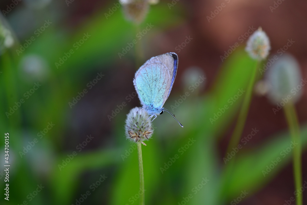 Some of the endemic butterfly species living in Mersin Some of the endemic butterfly species living in Mersin