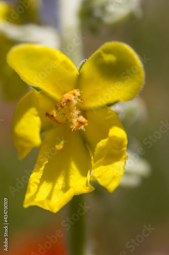 Wildflowers in yellow color, macro photo. natural background.