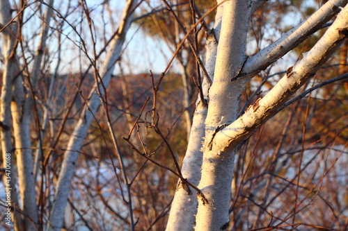 Fototapeta Naklejka Na Ścianę i Meble -  Bare branches of a birch