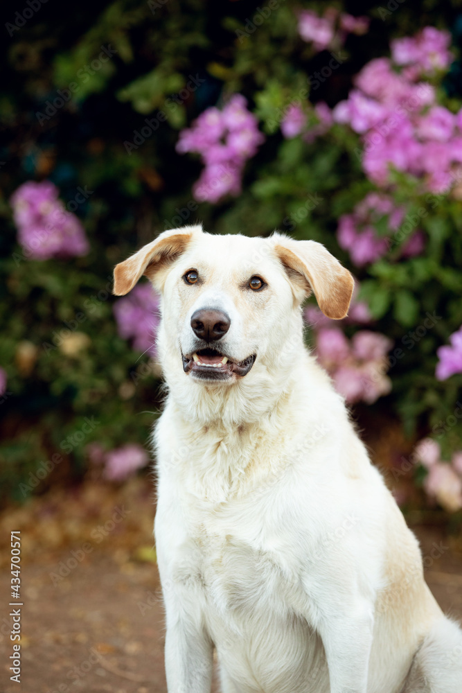 Labrador dog in the garden