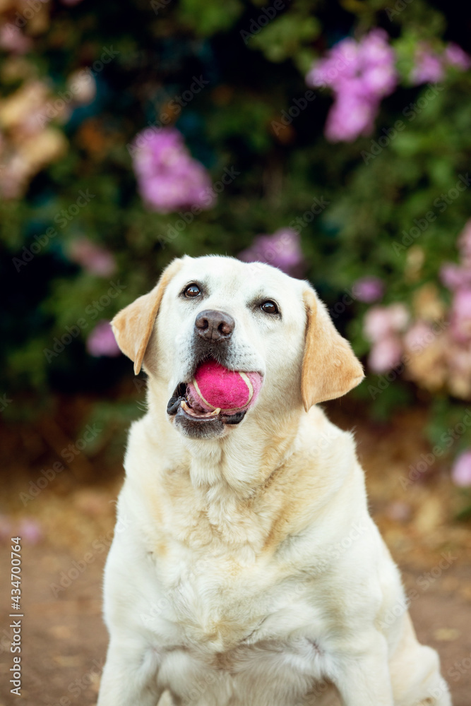 labrador retriever puppy labrador retriever puppy