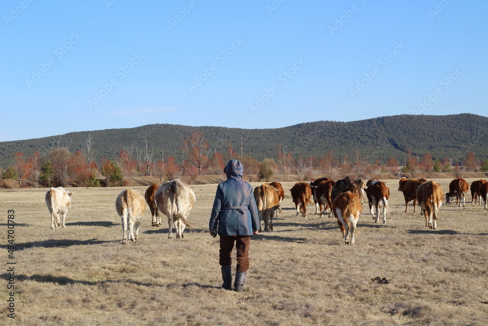 Woman graze herd of cows